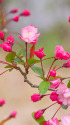 花海棠