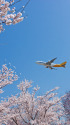 今年の桜は？