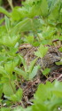 燕山荘のチビ雷鳥7