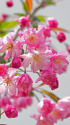 花海棠