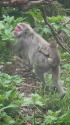 一ノ沢のサル