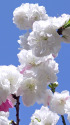 花桃