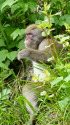 一ノ沢のサル3