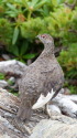 栗沢山の雄雷鳥2