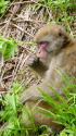 一ノ沢のサル4