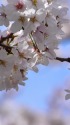 ソメイヨシノ