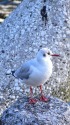 お立ち台のユリカモメ