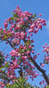 花海棠