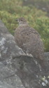 継子岳の雄雷鳥