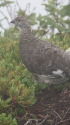 継子岳の雄雷鳥2