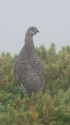 継子岳の雄雷鳥3