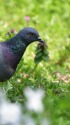 春の野原にて