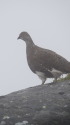 継子岳の雄雷鳥4