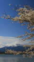 桜に富士山