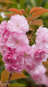 八重の桜