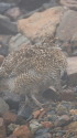 継子岳のチビ雷鳥3