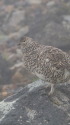 継子岳のママ雷鳥