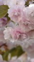 八重の桜
