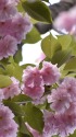 八重桜満開