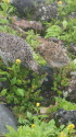 継子岳の親子2