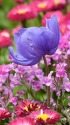 春の花壇