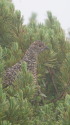抜戸岳のチビ雷鳥
