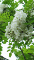 アカシアの花