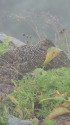 抜戸岳のチビ雷鳥2