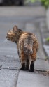 道の端を歩く猫