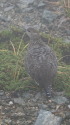 丸山の雌雷鳥