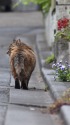 道の端を歩く猫