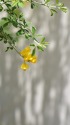 エニシダの木陰