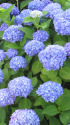 紫陽花
