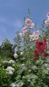 初夏の風景 立葵と紫陽花