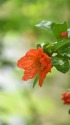 ザクロの花