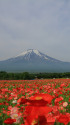 ポピー&富士山