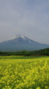 キガラシ&富士山