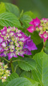 紫陽花