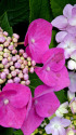 紫陽花～2020～4