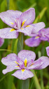 花菖蒲