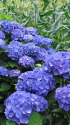 紫陽花