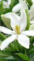 くちなしの花
