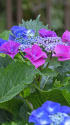 紫陽花