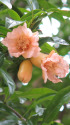 ピンク色のザクロの花