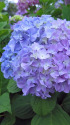 紫陽花