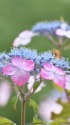 紫陽花