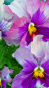 春の花