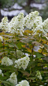 柏葉紫陽花