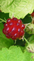 キイチゴ