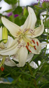 散歩道の花 2006-27-1